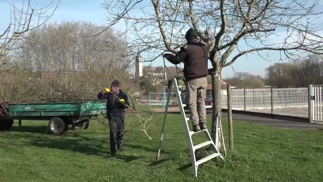 Démonstration de taille d&rsquo;arbres