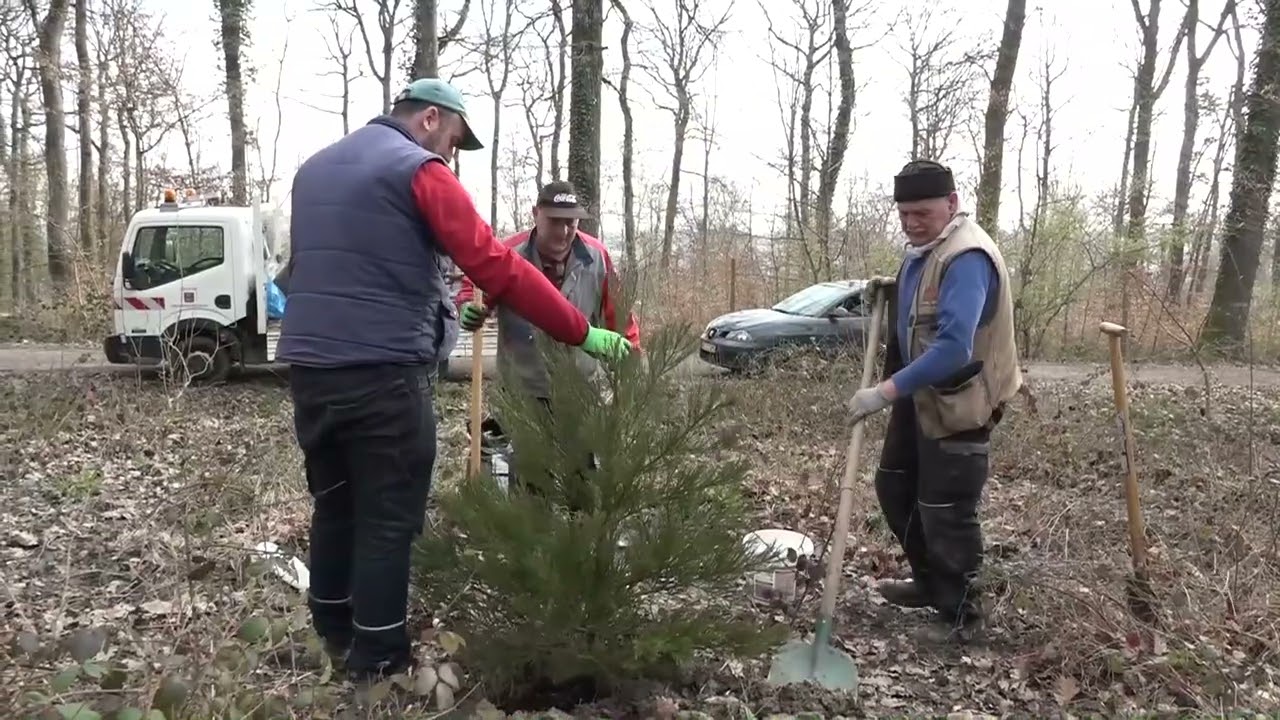 Plantation de séquoias
